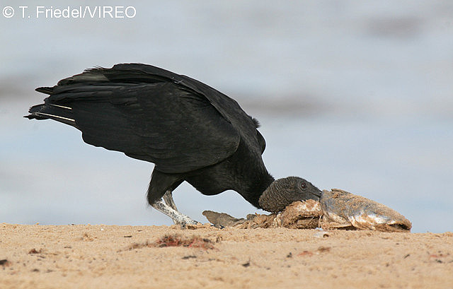 Black Vulture f26-4-003.jpg